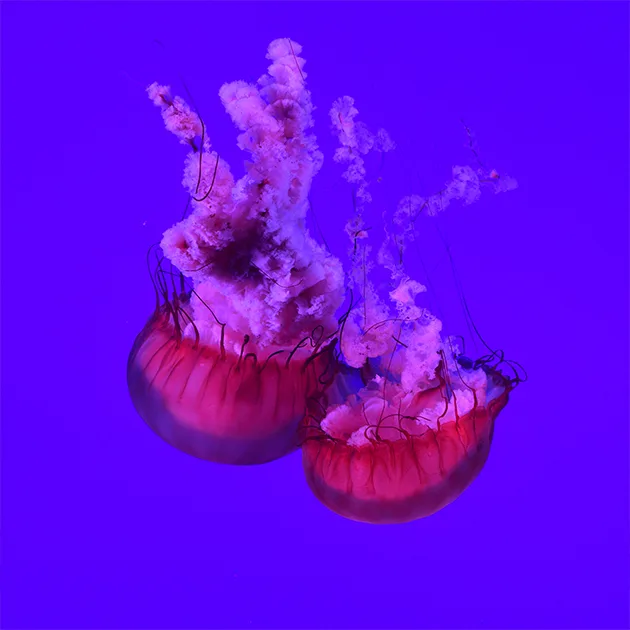 天天盈球